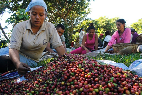 El Salvador l Finca Santa Rosa l Honey Process