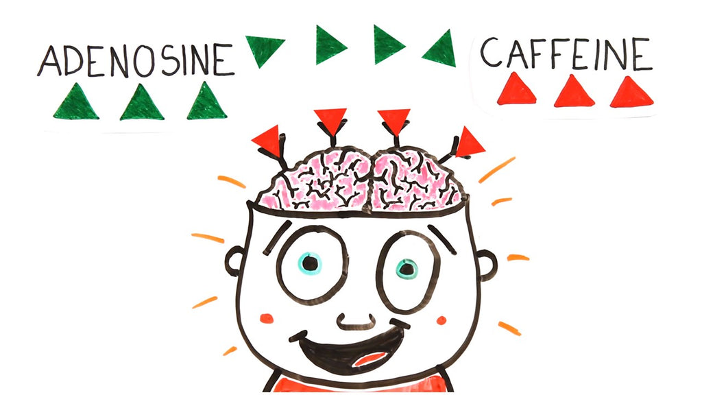 What exactly does coffee do to our brain?