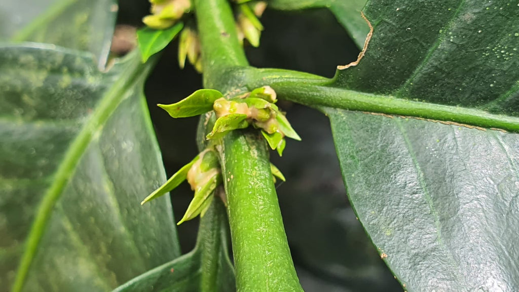 Indonesia l Muhlisin Argopuro I Anaerobic Natural l Nangka