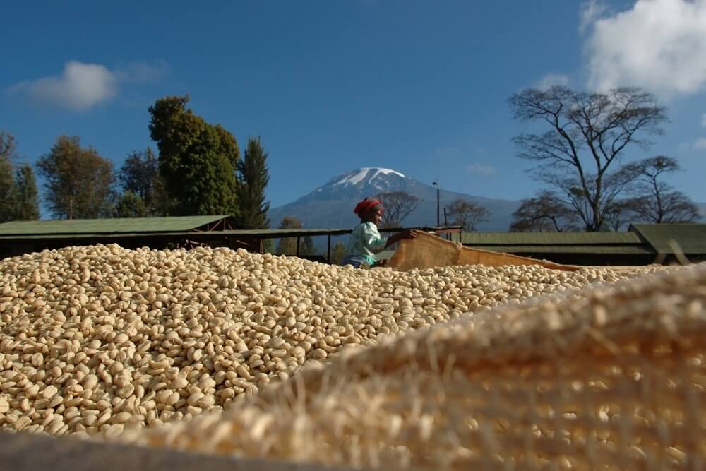 Bolivia l Uchumachi La Paz l Fully Washed