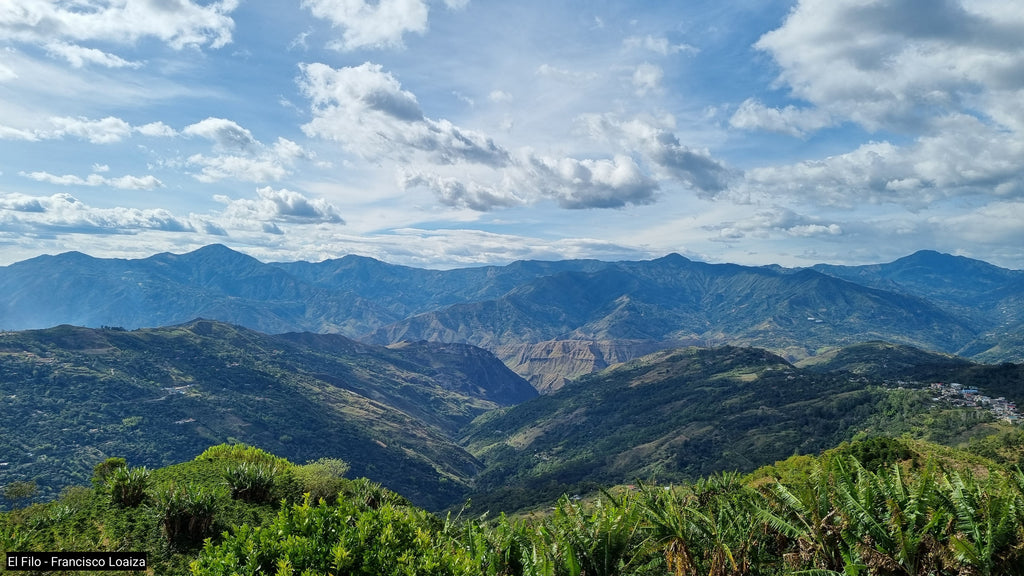 Bolivia l Uchumachi La Paz l Fully Washed