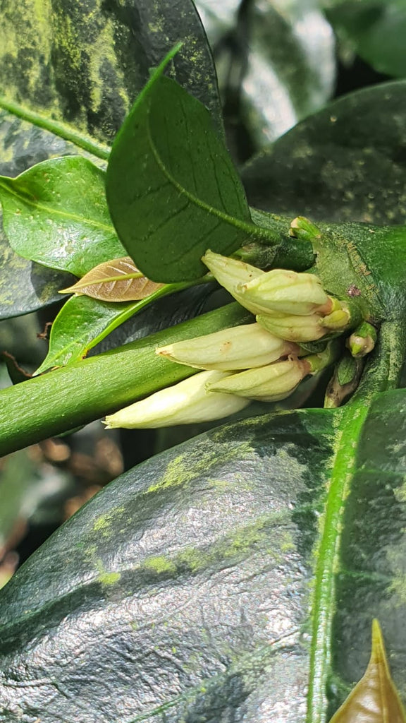 Indonesia l Muhlisin Argopuro I Anaerobic Natural l Nangka